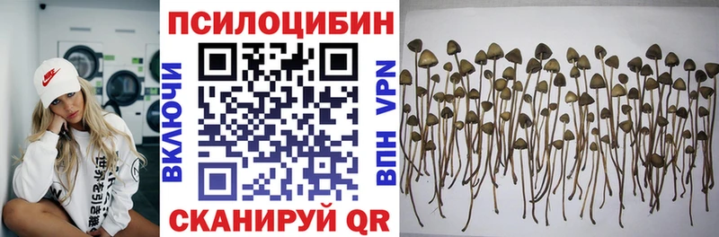 Галлюциногенные грибы Psilocybine cubensis  мега   Новомичуринск  купить наркотики сайты 